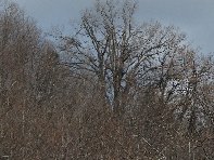 nte Cagliato-20110220 059
